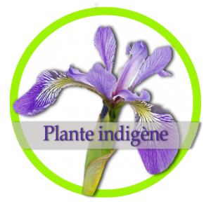 Logo Jardin Dion/ plantes indigènes