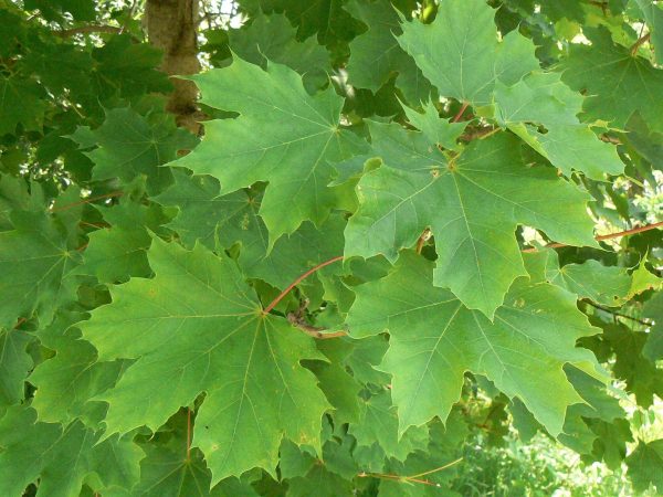 Acer platanoides ‘Emerald lustre’ Acer platanoides ‘Emerald lustre’