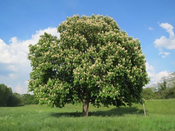 Aesculus hippocastanum – Aesculus hippocastanum –