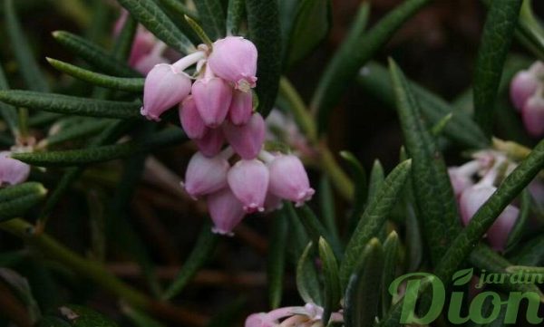 Andromeda polifolia ‘Blue ice’ Andromeda polifolia ‘Blue ice’