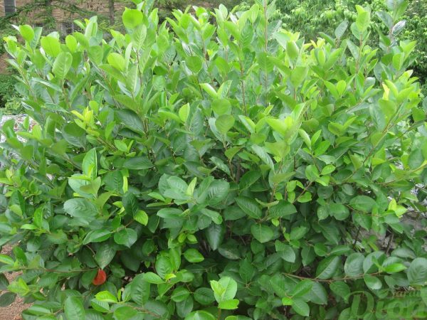 Aronia melanocarpa Aronia melanocarpa