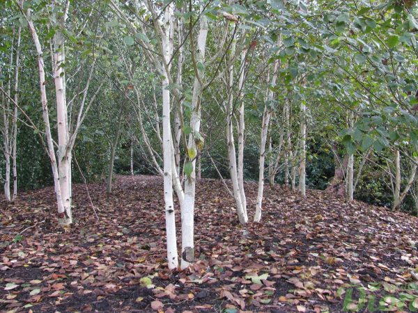 Betula jacquemontii Betula jacquemontii