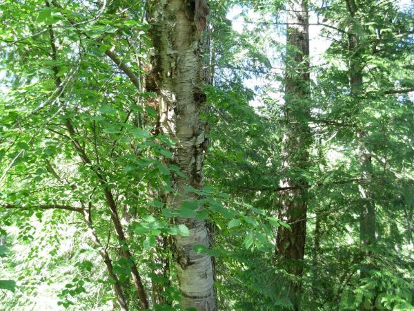 Betula papyrifera Betula papyrifera