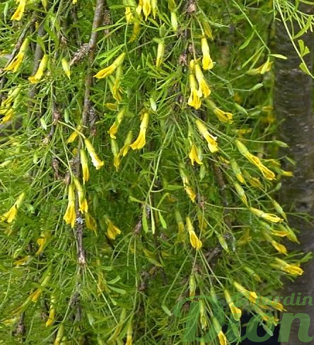 Caragana arborescens ‘Lorbergii’ Caragana arborescens ‘Lorbergii’