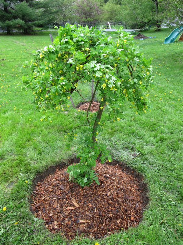 Caragana arborescens ‘Pendula’ Caragana arborescens ‘Pendula’