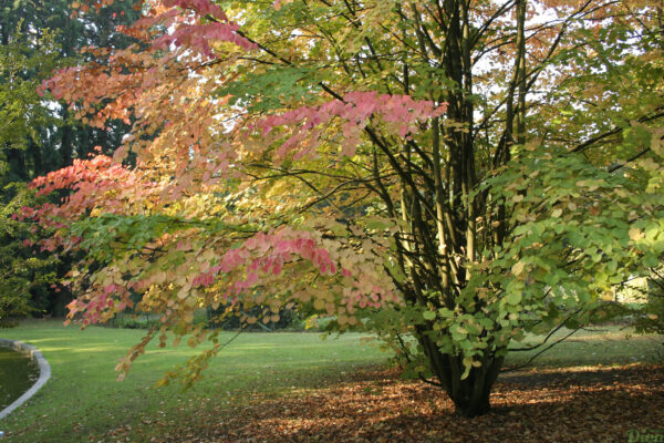 Cercidiphyllum japonicum – Automne Cercidiphyllum japonicum – Automne
