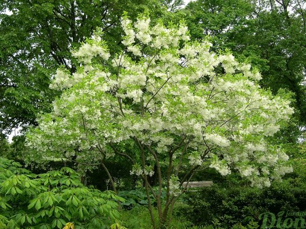Chionanthus virginicus Chionanthus virginicus