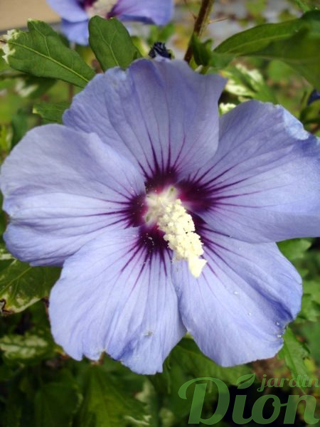 Hibiscus syriacus ‘Oiseau bleu’ Hibiscus syriacus ‘Oiseau bleu’