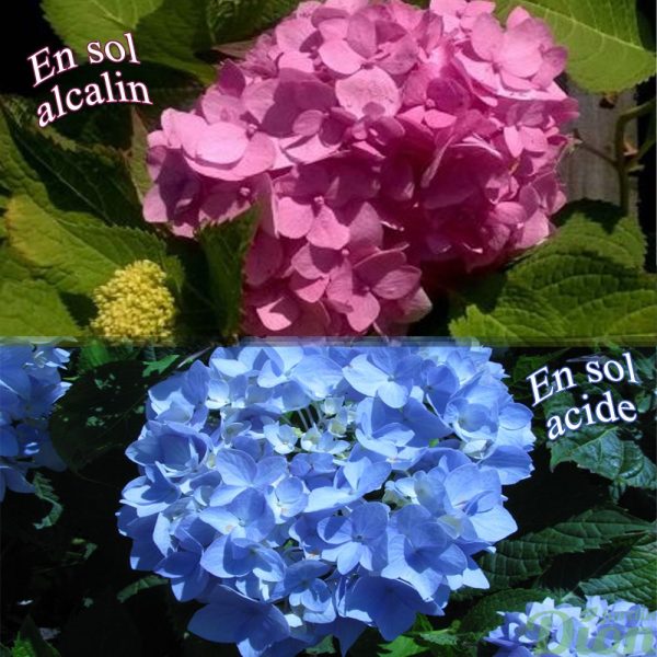 Hydrangea macrophylla_Endless Summer’ Hydrangea macrophylla_Endless Summer’