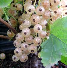 RIBES-WHITE-PEARL-GADELLIER-GADELLES-BLANCHES.png