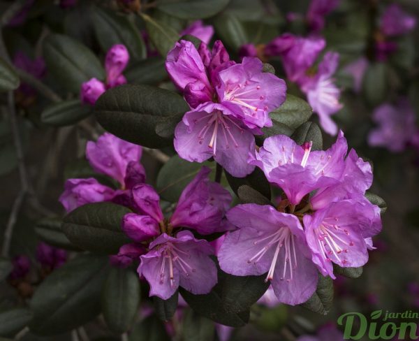Rhododendron ‘PJM compact’ Rhododendron ‘PJM compact’