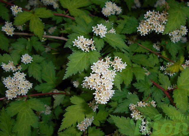 stephanandra incisa
