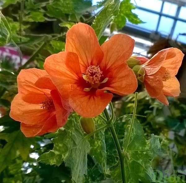 abutilon-pictum-thompsoni-erable de maison-fleur orange-panaché-2