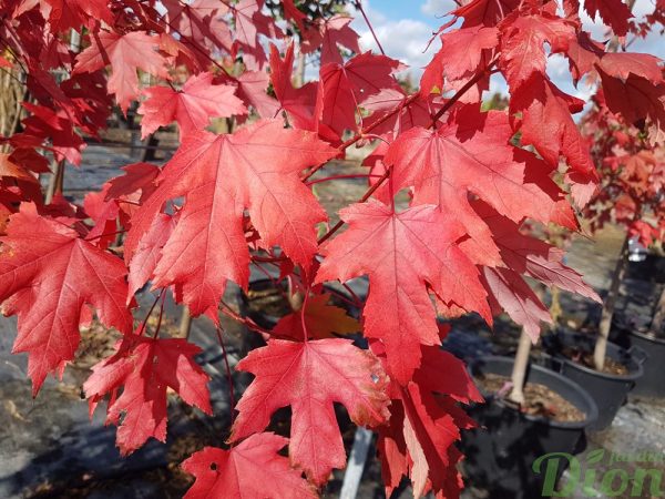Acer freemanii ‘Autumne blaze’ Acer freemanii ‘Autumne blaze’