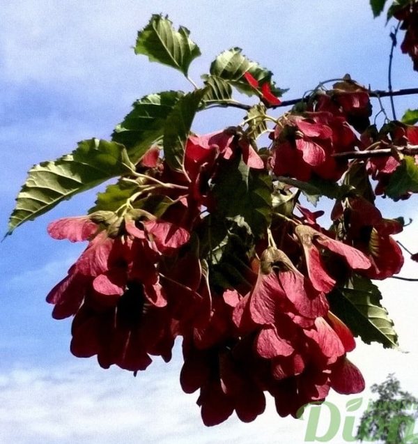 acer-ginnala-ruby-slippers-érable de l’amur-fruits-disamares acer-ginnala-ruby-slippers-érable de l’amur-fruits-disamares