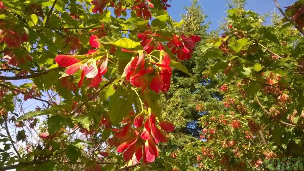 acer-ginnala-érable de l’amur-flame-disamares (fruits) acer-ginnala-érable de l’amur-flame-disamares (fruits)