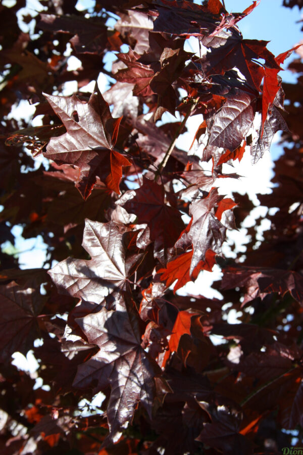 Acer platanoides ‘Royal red » Acer platanoides ‘Royal red »