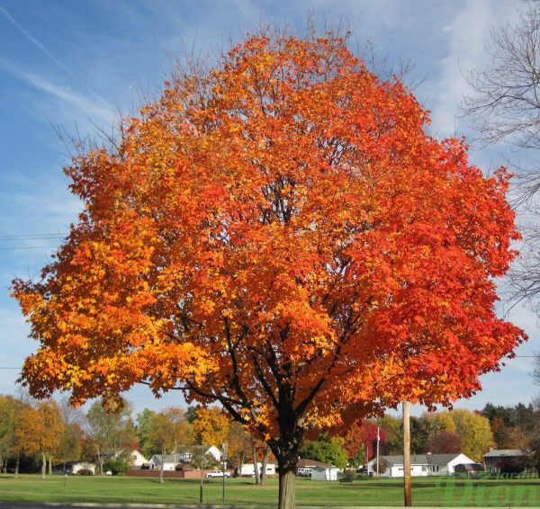 Acer rubrum Acer rubrum
