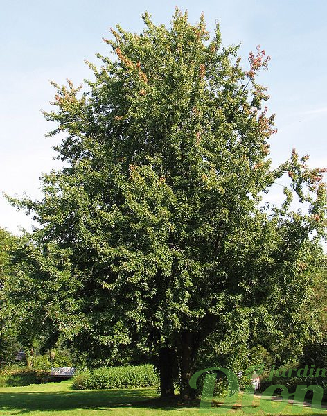 Acer saccharinum Acer saccharinum