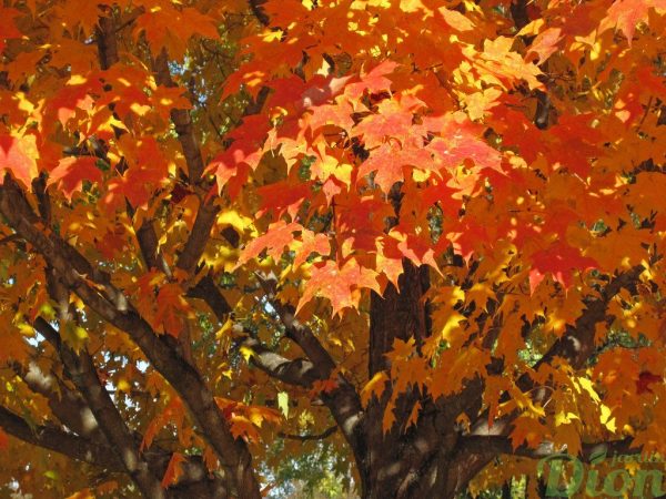 Acer saccharum ‘Green mountain’ – Feuillage d’automne
