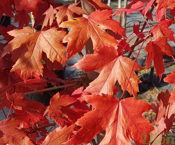 Acer rubrum ‘Armstrong’ – Automne