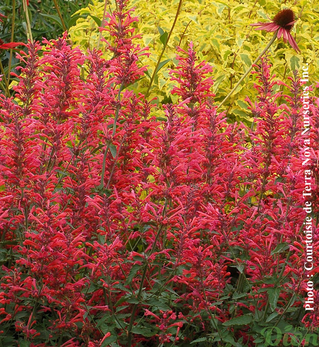 agastache kudos agastache kudos