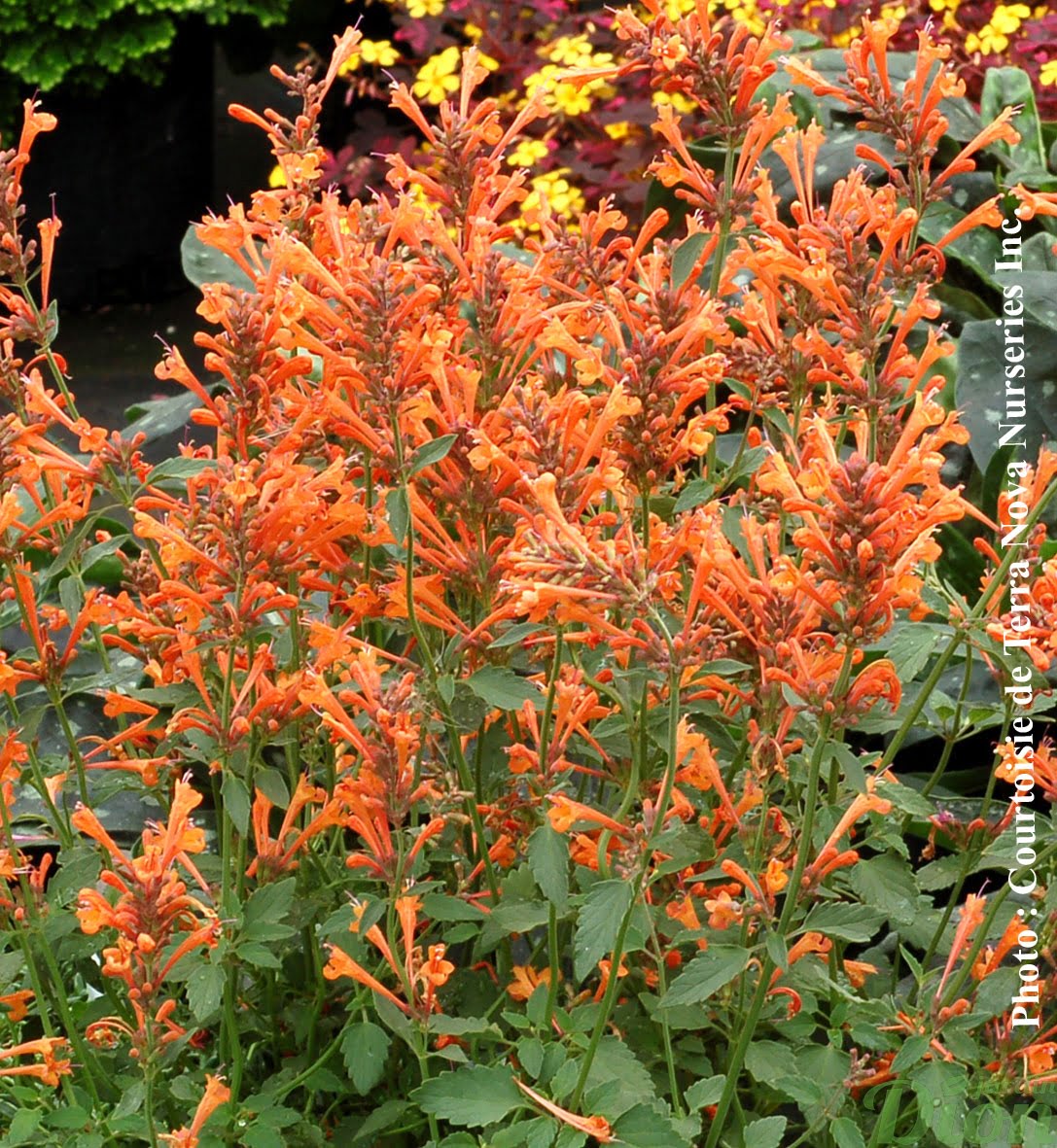 agastache kudos mandarin agastache kudos mandarin