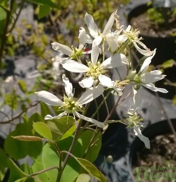 amelanchier-grandiflora-amélanchier à grandes fleurs-automn brillance-floraison