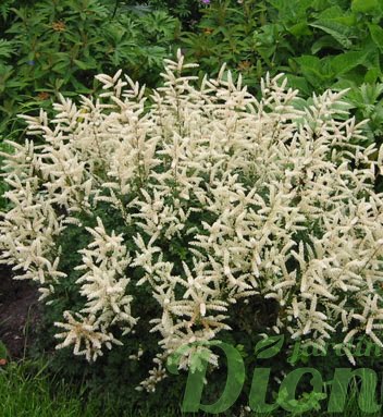 aruncus-aethusifolius.jpg aruncus-aethusifolius.jpg