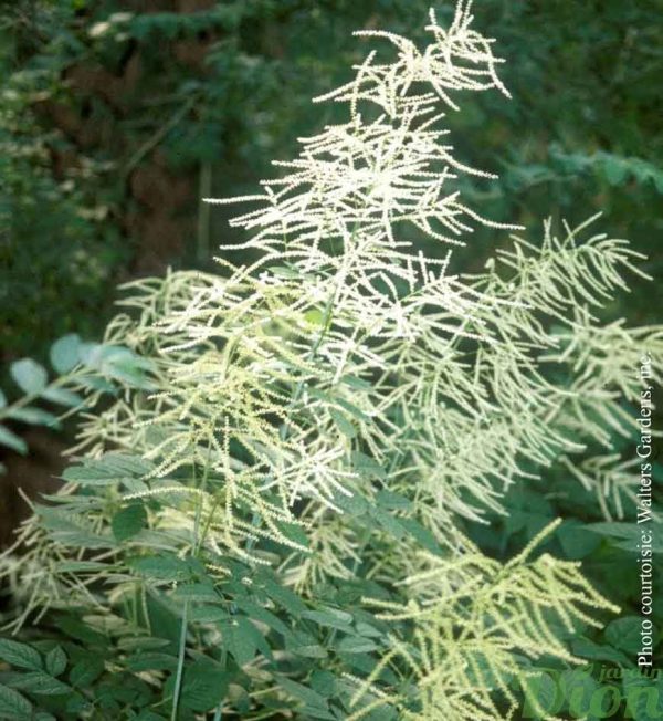Aruncus dioicus ‘Sylvester’ Aruncus dioicus ‘Sylvester’