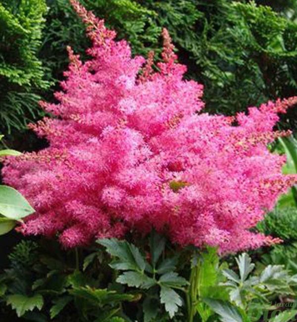 astilbe-younique-cerise.jpg