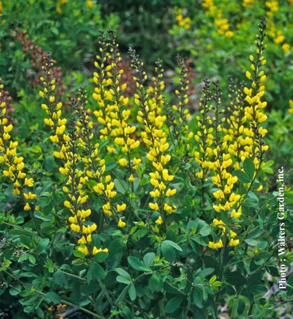 baptisia-decadence-lemon-meringue.jpg baptisia-decadence-lemon-meringue.jpg