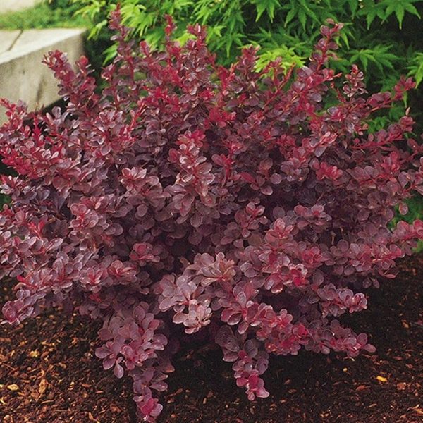 berberis royal burgundy
