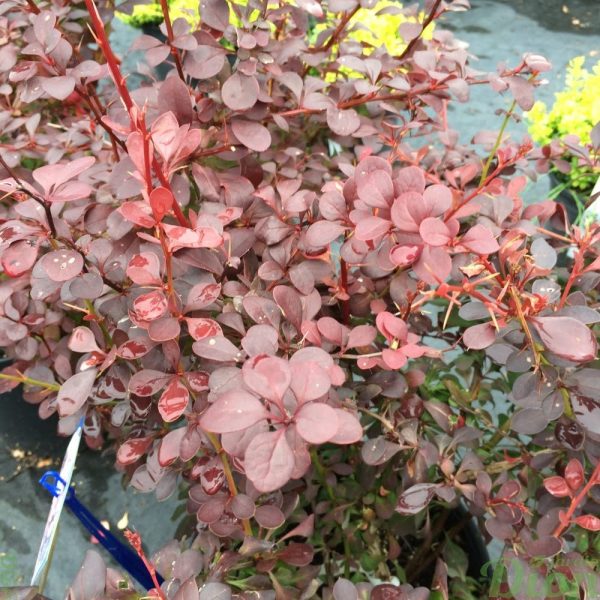 Berberis Ruby Carousel Berberis Ruby Carousel