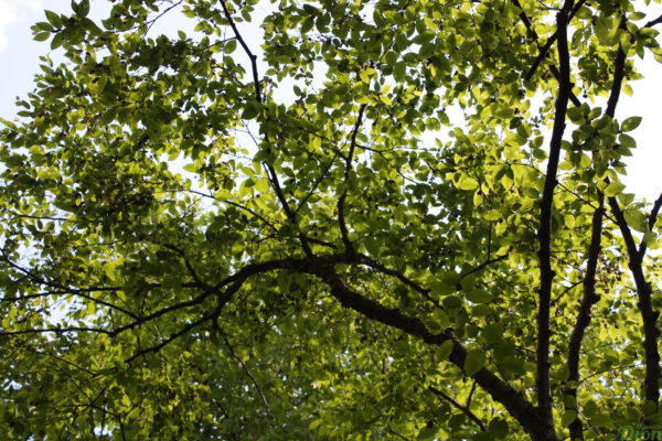 betula-alleghaniensis-bouleau.jaune.arbre betula-alleghaniensis-bouleau.jaune.arbre