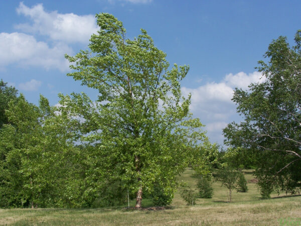 Betula nigra ‘Heritage’ Betula nigra ‘Heritage’