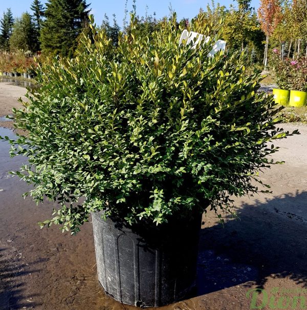 Buxus ‘Green gem’ Buxus ‘Green gem’