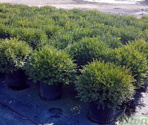 Buxus ‘Green mound’ Buxus ‘Green mound’