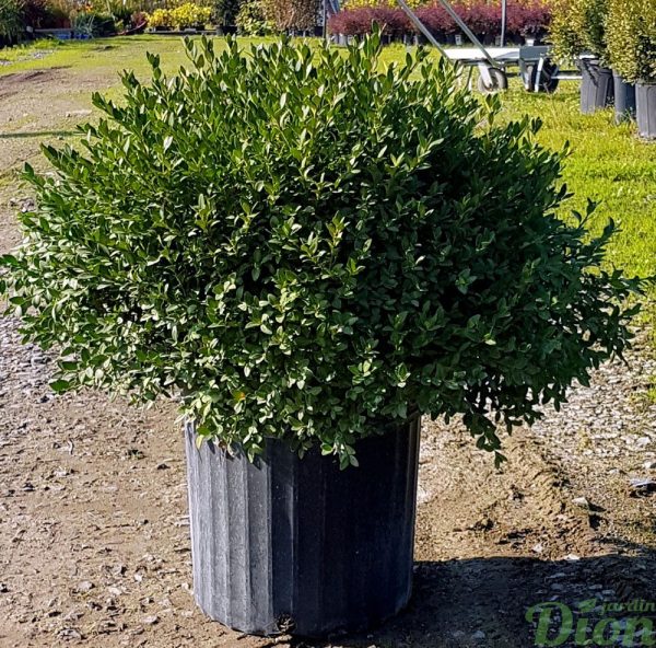 Buxus ‘Green velvet’ Buxus ‘Green velvet’