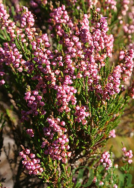 Calluna vulgaris Calluna vulgaris