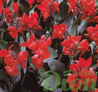 Canna australis Canna australis