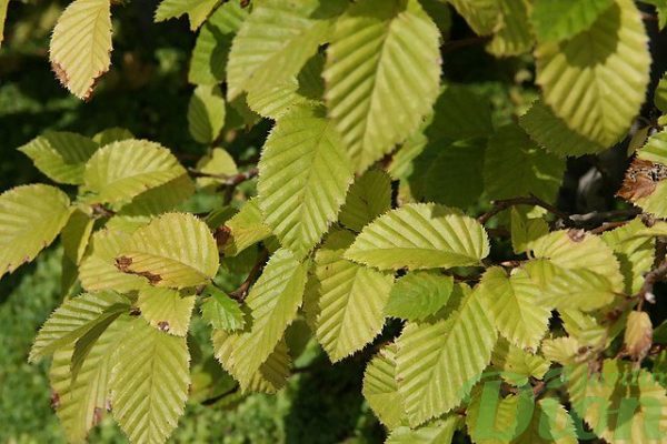 Carpinus caroliniana – Feuillage Carpinus caroliniana – Feuillage