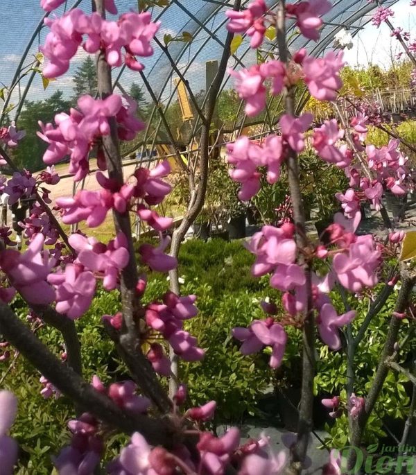 cercis-canadensis-gainier du canada-floraison