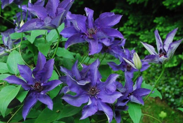 clematis-the-president-clematite-the-president-1024×687