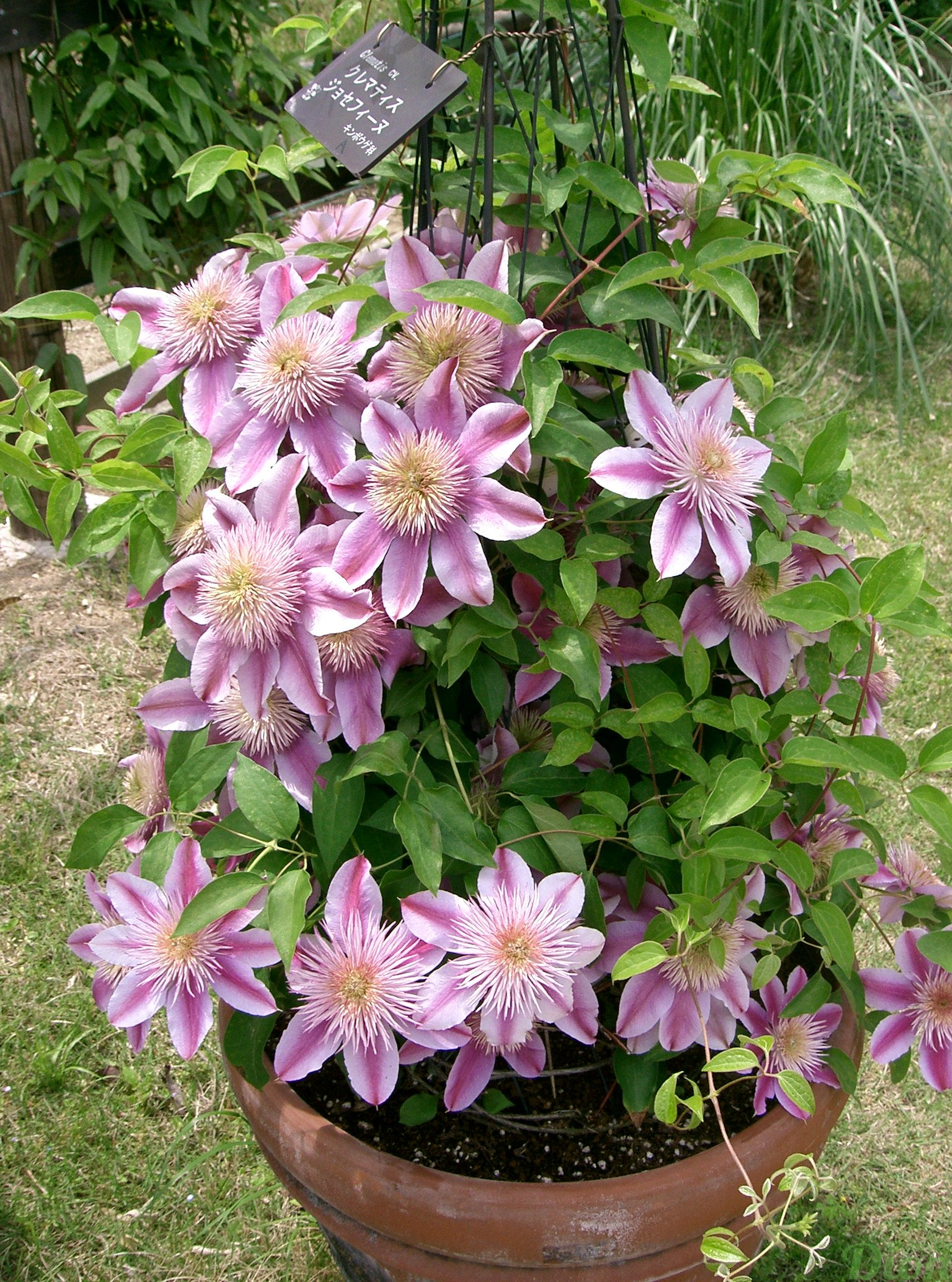 clematis josephine |