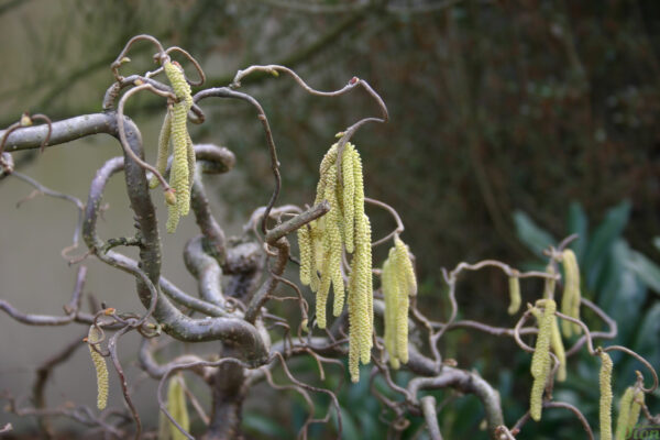 Corylus avellana ‘Contorta’ – Fleurs mâles (chatons) Corylus avellana ‘Contorta’ – Fleurs mâles (chatons)
