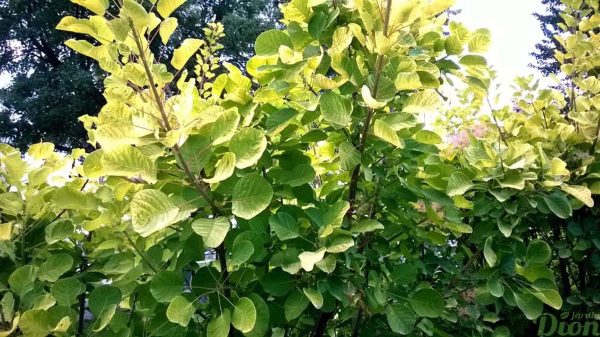 cotinus-coggygria-golden spirit-arbre à boucane-arbre à perruques