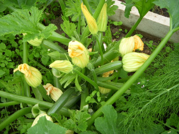 courgette-zucchini.jpg