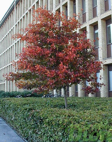Crataegus crusgalli Crataegus crusgalli
