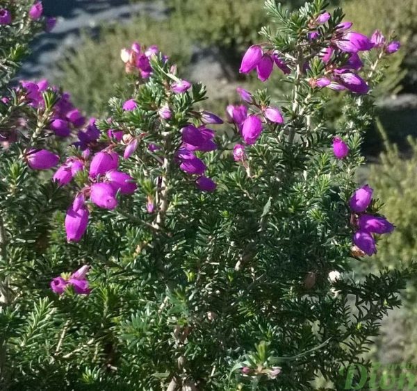 erica-cinerea-purple beauty-bruyèe cendrée à 2 floraisons